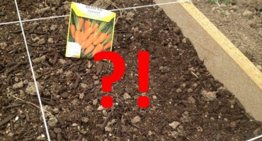 Mrkev nevyklíčila: důvody a jak urychlit klíčení?